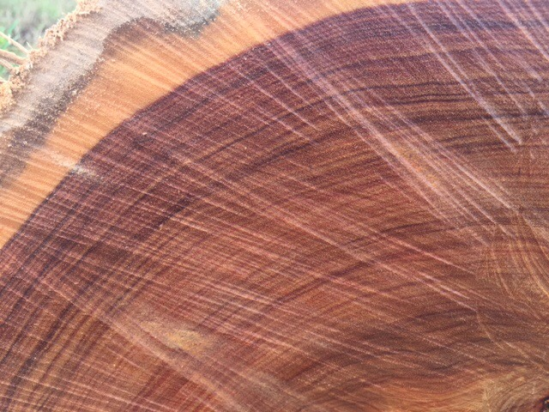 5 loại gỗ cẩm phổ biến ở việt nam